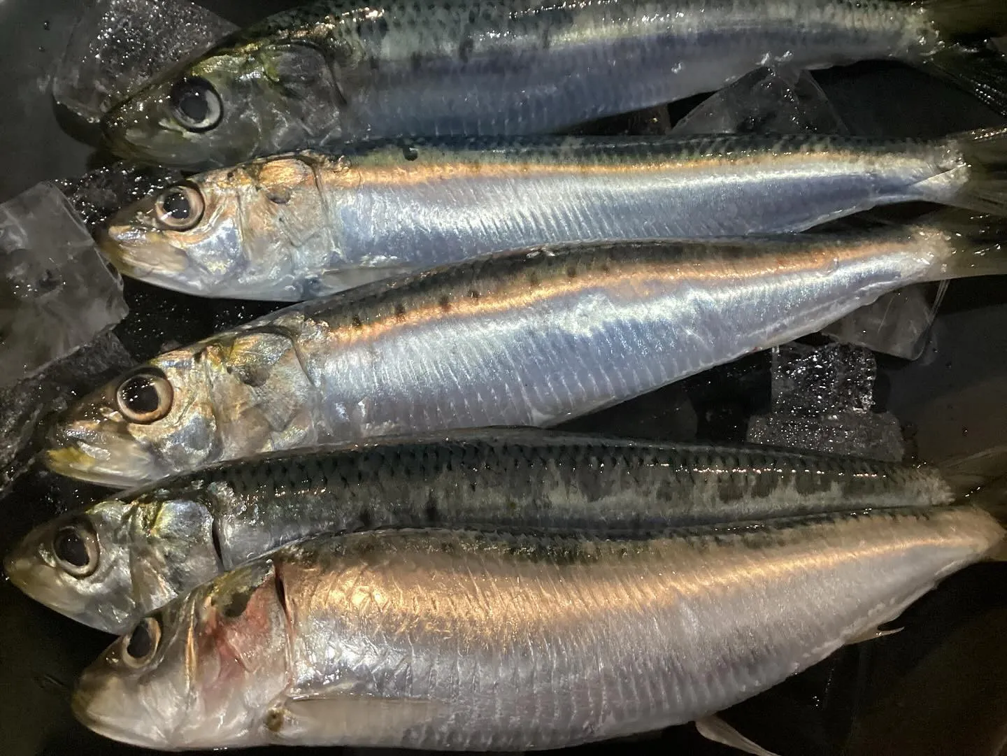 鰯と秋刀魚入りました！熊本クラブ通りにあります詩織です！